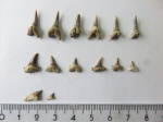 Зубы акул Archaeolamna, Eostriatolamia, Paleoanacorax