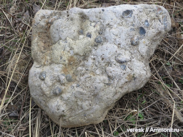 брахиоподы, карбон, Звенигород