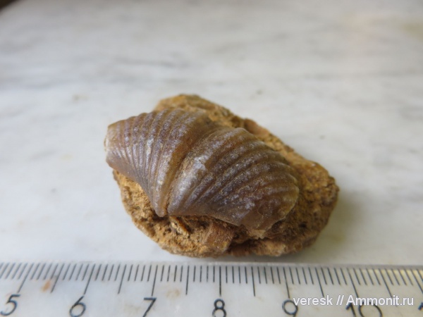 брахиоподы, карбон, Brachythyrina, Spiriferida, Звенигород