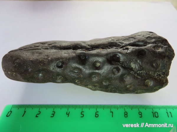 растения, стигмарии, Новгородская область, Боровичи