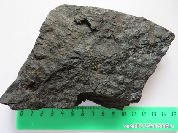 карбон, растения, стигмарии, р. Мста