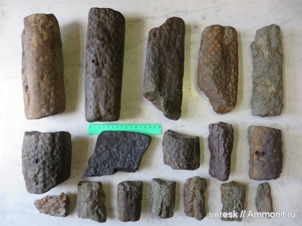 карбон, стигмарии, Плауны, р. Мста