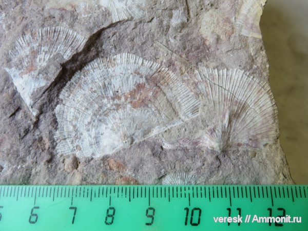 брахиоподы, карбон, Schuchertella, р. Мста, Schuchertella rovnensis