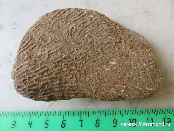 кораллы, Новгородская область, р. Мста, siphonodendron junceum, Боровичи, ранний карбон