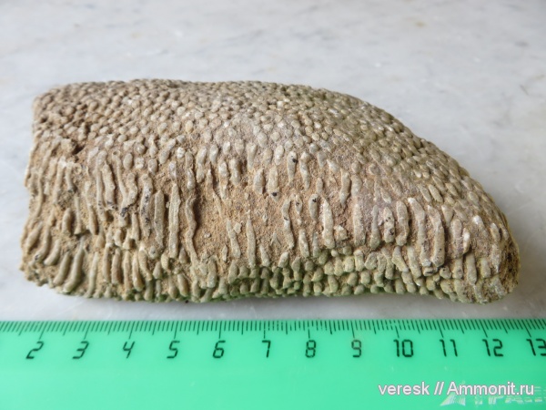 кораллы, Новгородская область, р. Мста, Боровичи