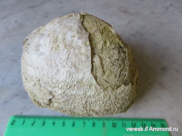 брахиоподы, карбон, р. Мста, Gigantoproductus sp