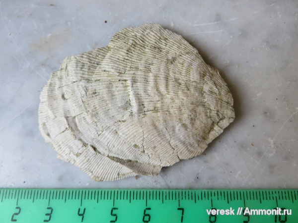 брахиоподы, Новгородская область, р. Мста, Striatifera striata, ранний карбон