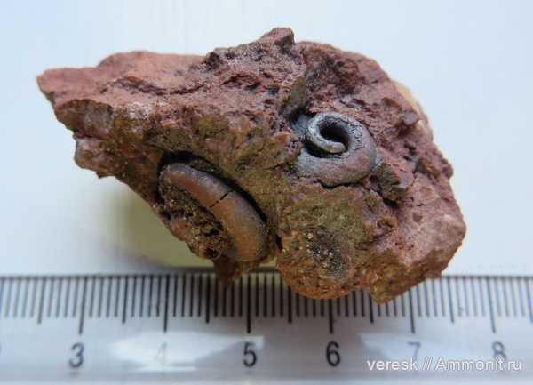 гастроподы, девон, Ильменский глинт