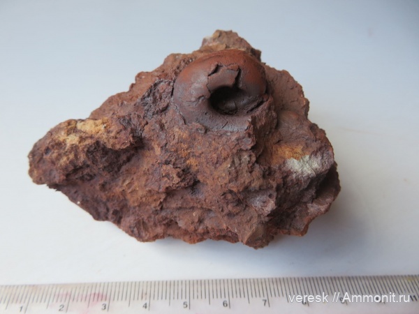 гастроподы, девон, Ильменский глинт