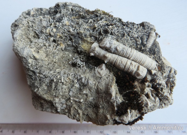 пермь, криноидеи, Кировская область