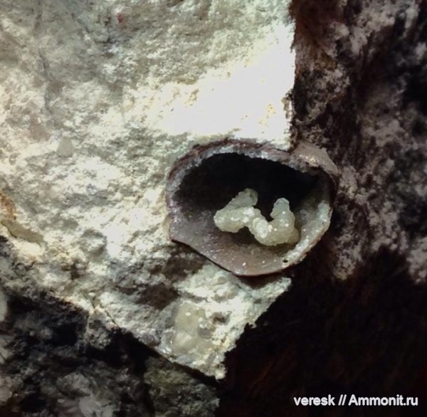 брахиоподы, пермь, лофофор, Кировская область