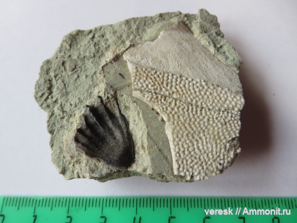 девон, рыбы, плакодермы, Placodermi, Sarcopterygii, Dipnoi, plourdosteus, Ильменский глинт