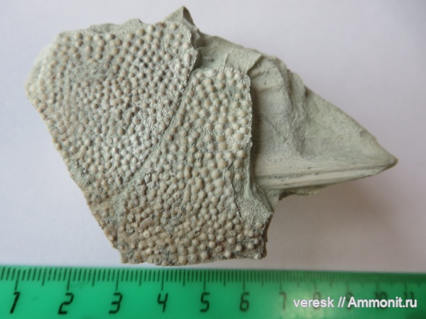 девон, рыбы, плакодермы, Ильменский глинт