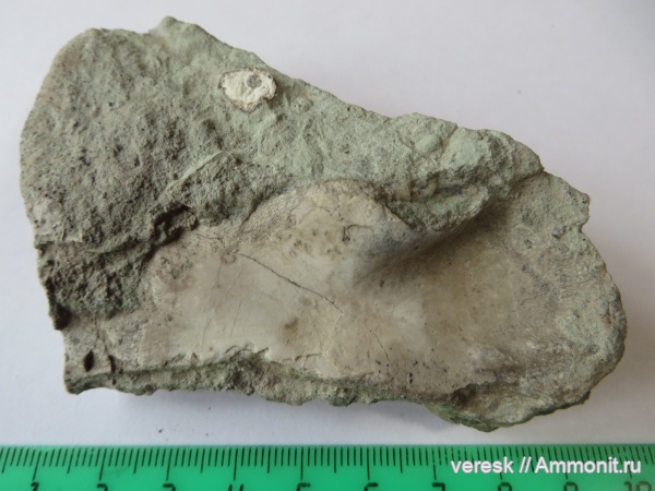 девон, рыбы, плакодермы, Ильменский глинт