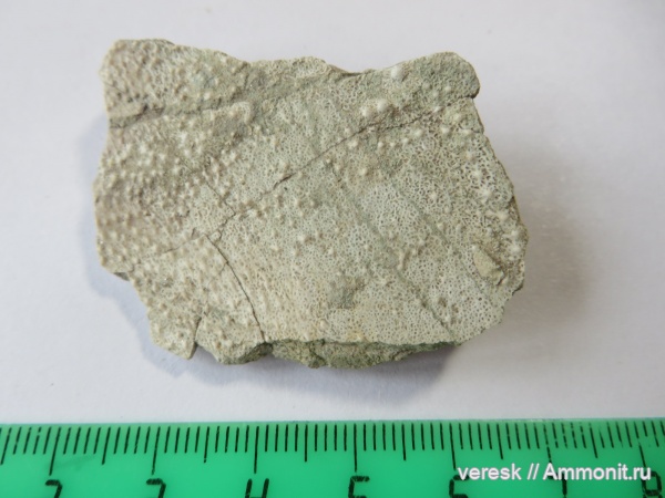 девон, рыбы, плакодермы, Placodermi, Ильменский глинт