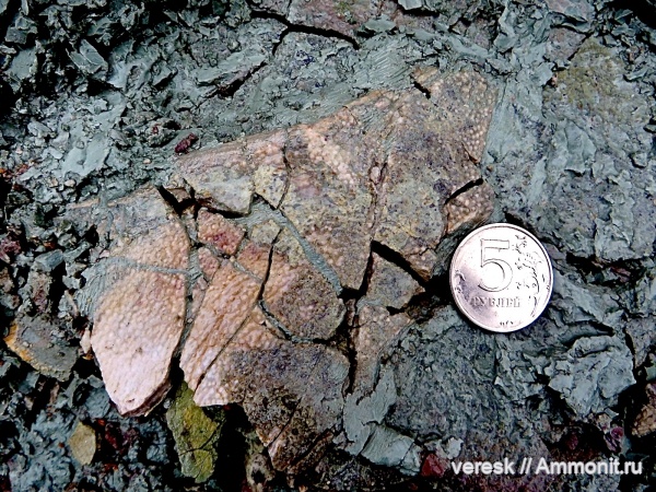 девон, рыбы, Placodermi, Ильменский глинт