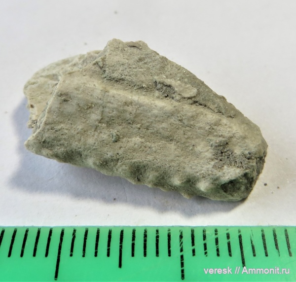 девон, рыбы, Placodermi, Ильменский глинт