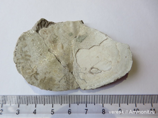 девон, рыбы, плакодермы, Placodermi, Ильменский глинт