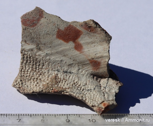 девон, рыбы, плакодермы, Ильменский глинт