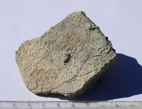 девон, рыбы, плакодермы, Ильменский глинт