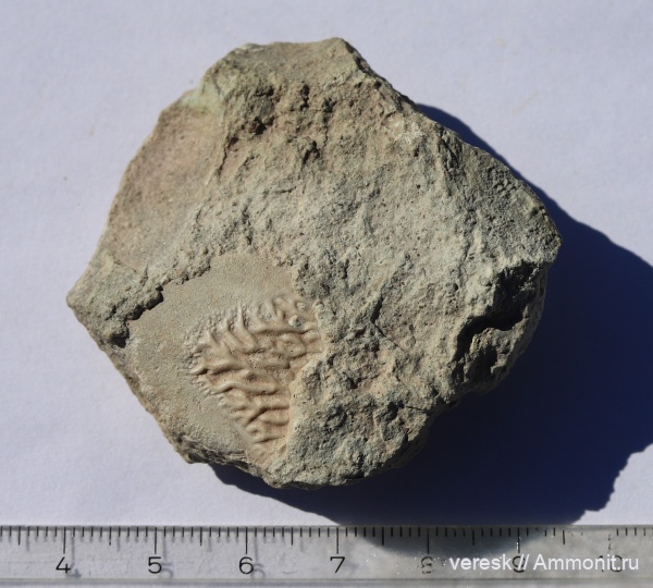 девон, Sarcopterygii, Ильменский глинт, лопастеперые рыбы