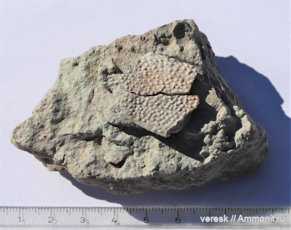 девон, рыбы, плакодермы, Ильменский глинт