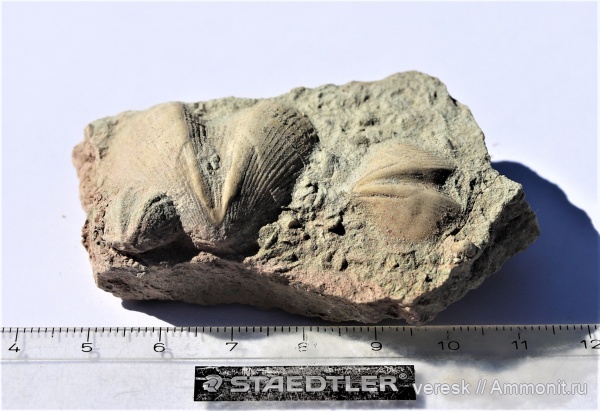 брахиоподы, девон, Ильменский глинт