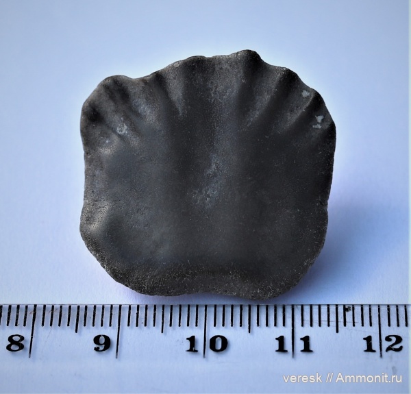 девон, рыбы, Ильменский глинт, двоякодышащие рыбы