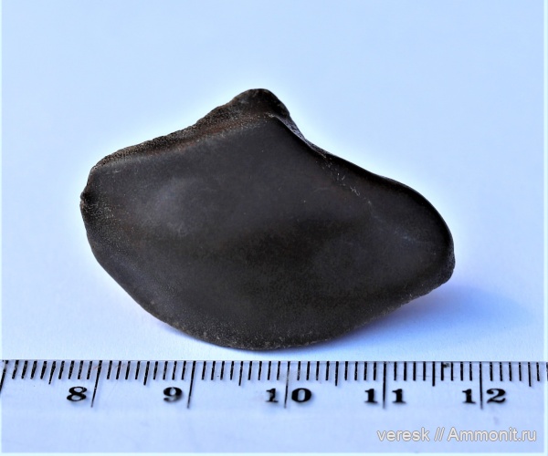 девон, рыбы, плакодермы, Ильменский глинт