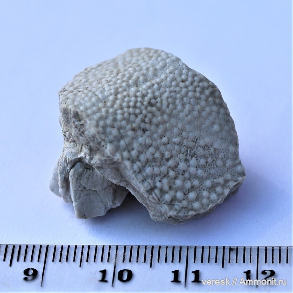 девон, рыбы, плакодермы, Placodermi, Ильменский глинт