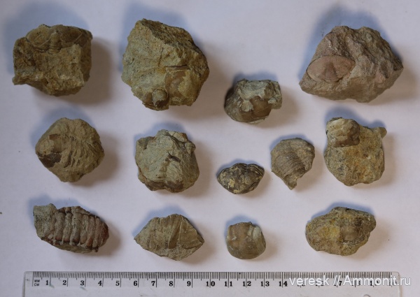 трилобиты, ордовик, Рогачевский карьер