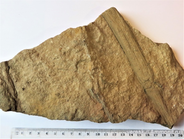 визейский ярус, р. Мста, ранний карбон, Archaeocalamites, членистостебельные растения