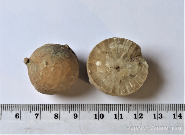 иглокожие, ордовик, цистоидеи, морские пузыри, Echinosphaerites aurantium, Рогачевский карьер