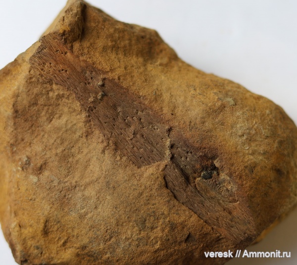 растения, р. Мста, Семенные папоротники, ранний карбон