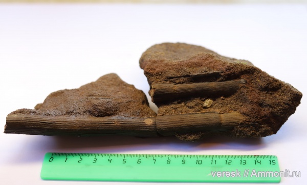 визейский ярус, р. Мста, ранний карбон, Archaeocalamites radiatus, членистостебельные растения