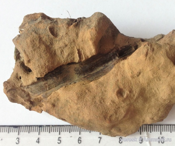 растения, р. Мста, Семенные папоротники, ранний карбон, Lyginopteris sp