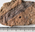 Отпечаток стебля Lyginopteris sp. с отпечатками домиков кольчатых червей «Spirorbis»