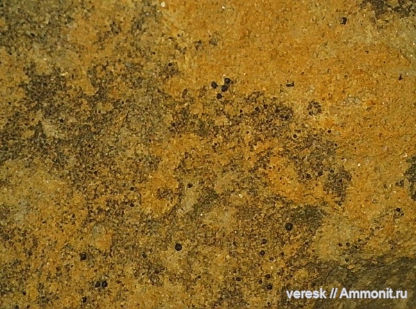 визейский ярус, р. Мста, ранний карбон, споры растений