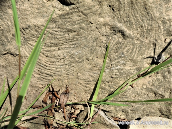 р. Мста, ранний карбон, следы ползания