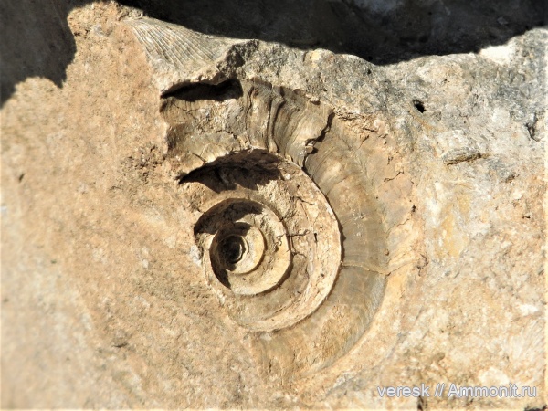гастроподы, р. Мста, ранний карбон, Straparollus dionysii