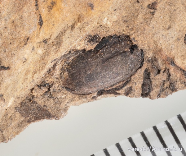 растения, р. Мста, Семенные папоротники, ранний карбон, Boroviczia karpinskii Zalessky