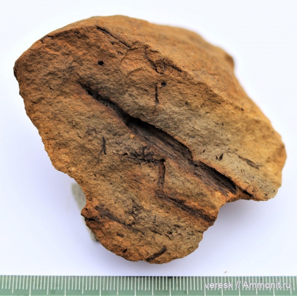 растения, р. Мста, Семенные папоротники, ранний карбон, Sphenopteris distans