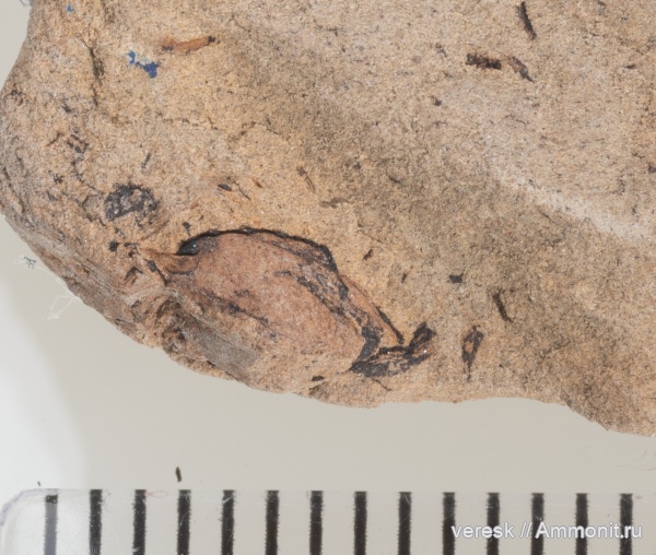 растения, р. Мста, Семенные папоротники, ранний карбон, Boroviczia karpinskii Zalessky