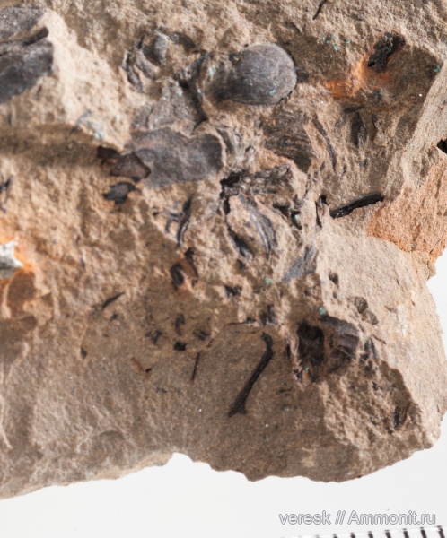 р. Мста, Telangiopsis