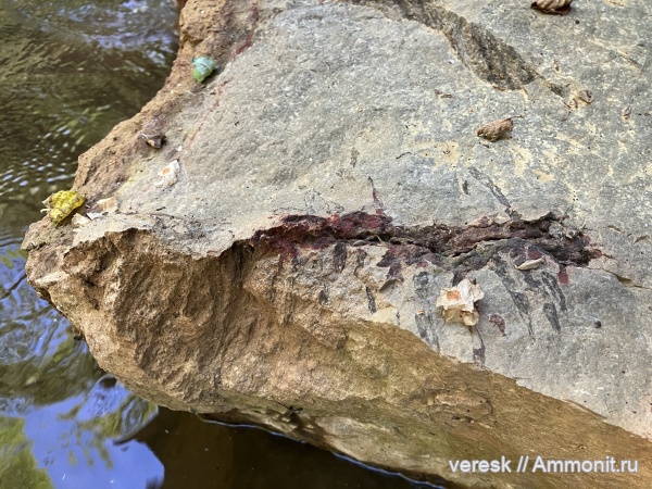 растения, стигмарии, ранний карбон, окрестности г. Боровичи