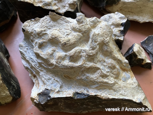 карбон, строматолиты, цианобактерии, Карьер Заборье, Collumnacollenia sp, Collumnacollenia