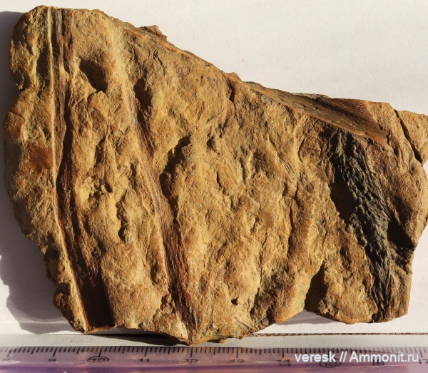 плауновидные, Новгородская область, р. Мста, стробилы