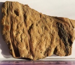 Фрагмент стробила со спорами (справа)