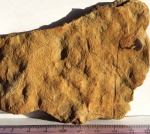 Фрагмент перышка Lyginopteridales