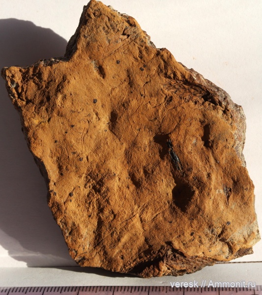 плауновидные, Новгородская область, р. Мста, стробилы